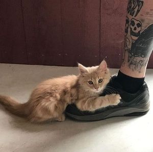 Meet your Posher, Steve